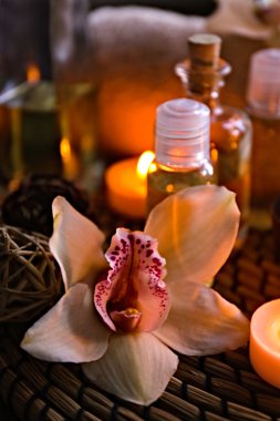 güzel orkide çiçek 