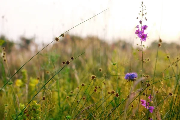 Hermosa hierba del prado —  Fotos de Stock