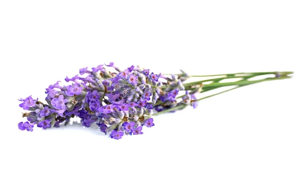 Hermosas flores de lavanda — Foto de Stock