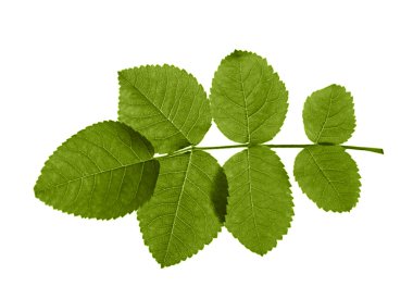 Yeşil gül yaprağı