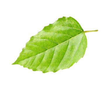 Dekoratif yaprak yeşil