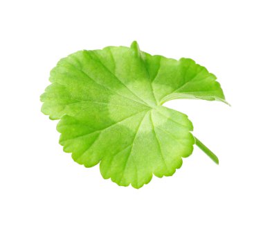 Dekoratif yaprak yeşil