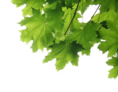 Yeşil Beyaz şubeleri