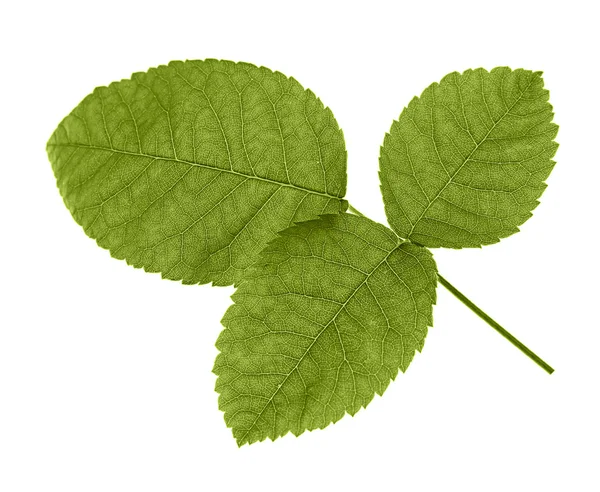 Yeşil gül yaprağı — Stok fotoğraf