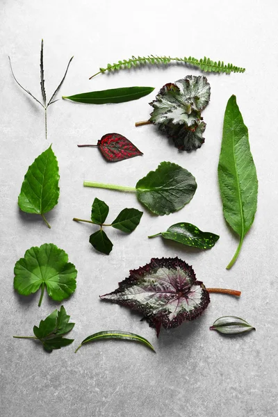 Different leaves on table — Stock Photo, Image