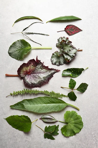 Различные листья на столе — стоковое фото