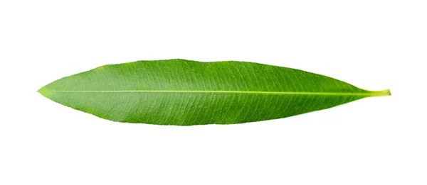 Decorative green leaf — Stock Photo, Image