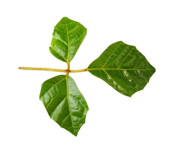 Декоративные зеленые листья — стоковое фото