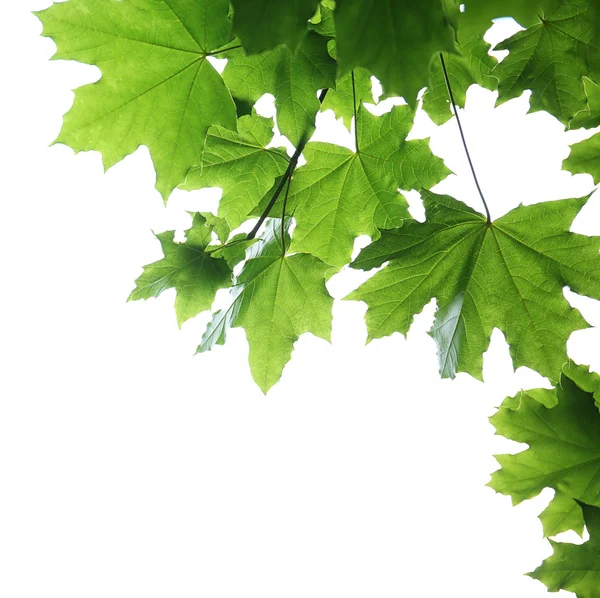 Branches vertes sur blanc — Photo