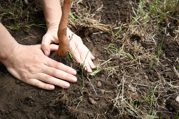 Vrouw aanplant boom — Stockfoto