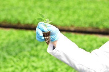 İşyerinde kadın çiftçi