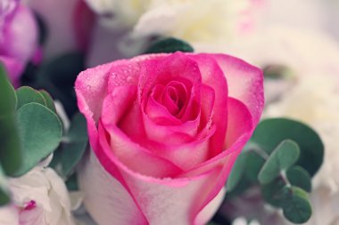 Güzel gül çiçeği