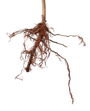 Bitki kökleri üzerinde beyaz ile