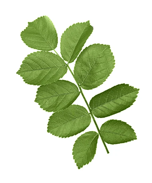 ローズの緑の葉 — ストック写真