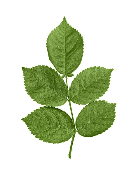 녹색 장미 잎 — 스톡 사진