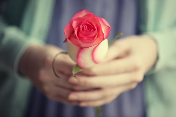 Belle fleur rose — Photo