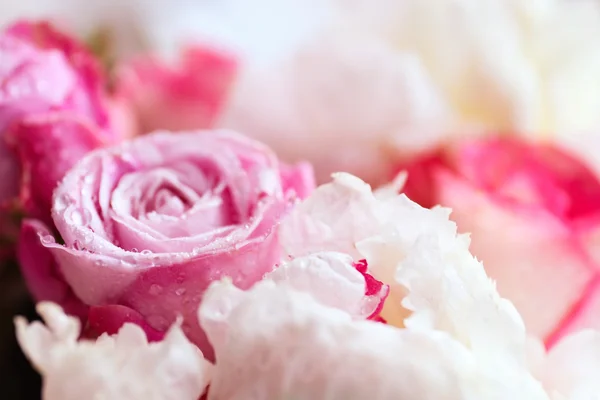 Bellissimi fiori di rosa — Foto Stock