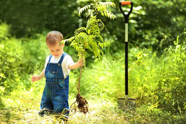 Cute baby boy planting tree in garden — Stock Photo, Image