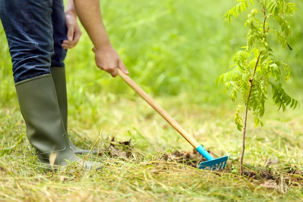 Uomo piantare albero — Foto Stock