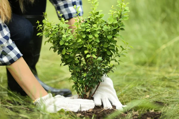 Vrouw aanplant boom — Stockfoto