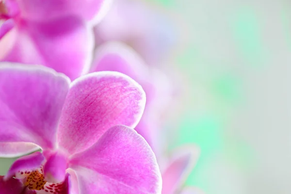 Růžová orchidej na zelené — Stock fotografie