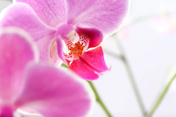 Flor de orquídea rosa — Fotografia de Stock