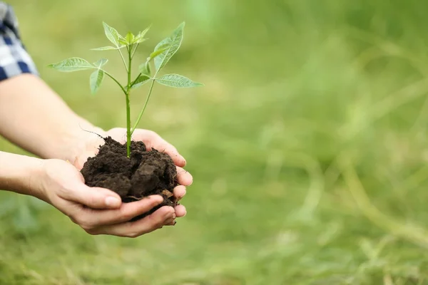 Mujer plantando árbol — Foto de Stock