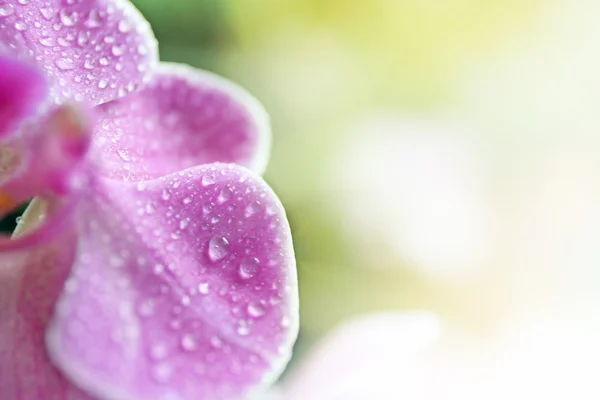 Flor de orquídea rosa — Fotografia de Stock