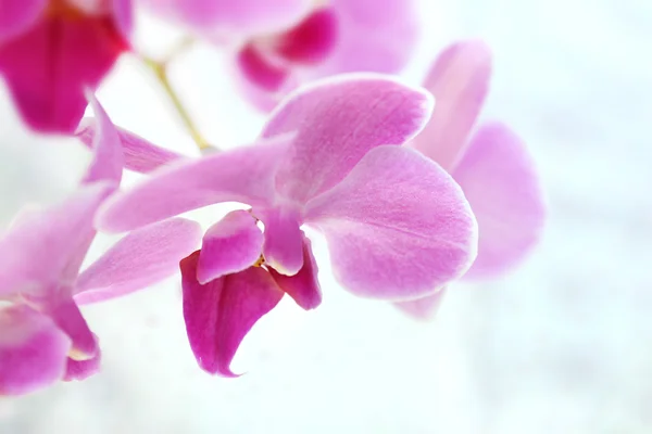 Rosa Orchidee auf Licht — Stockfoto