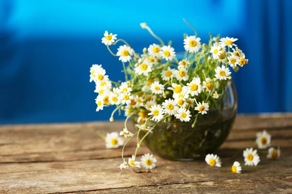 Kamomill blommor bukett — Stockfoto