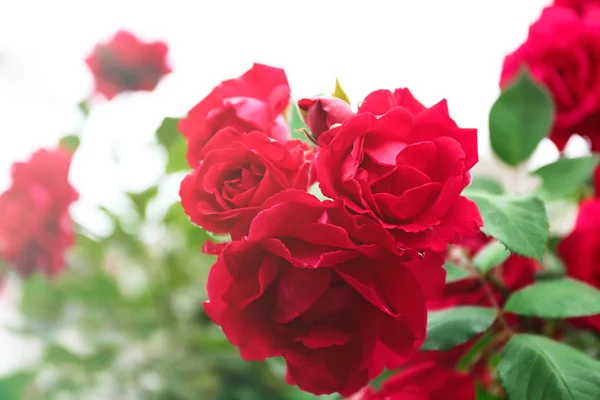 Schöne Rosenblüten — Stockfoto