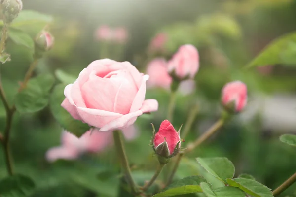 Schöne Rosenblüten — Stockfoto