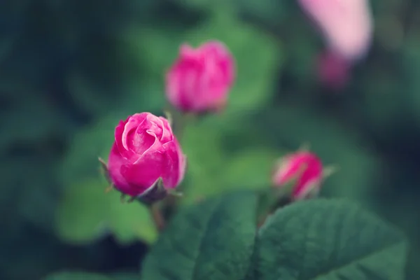 Belles fleurs roses — Photo