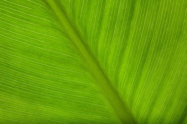 yaprak yeşil arka plan 