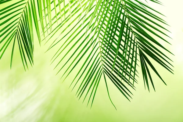 Зелений пальмовим листям — стокове фото