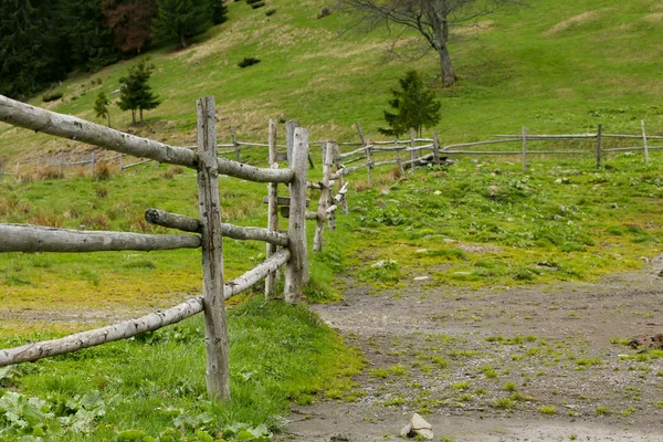 Pfad im Bergwald — Stockfoto