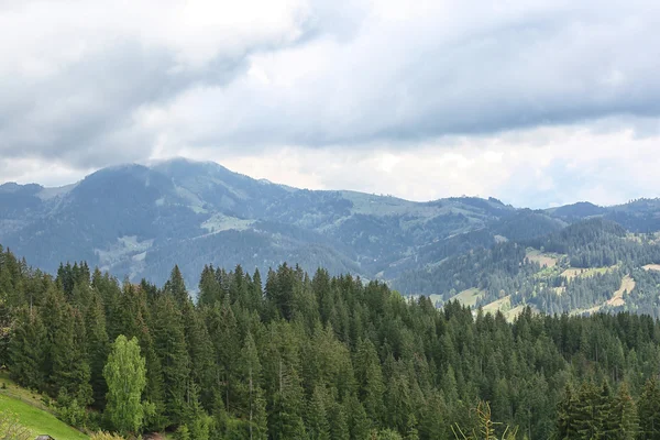 Waldgrüne Hügel in den Bergen — Stockfoto