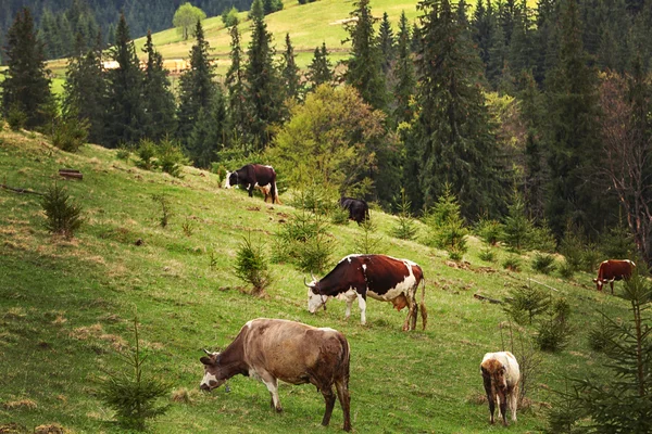 Vaches broutant sur la prairie — Photo