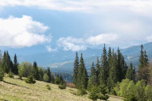 Bosque en laderas de montaña —  Fotos de Stock