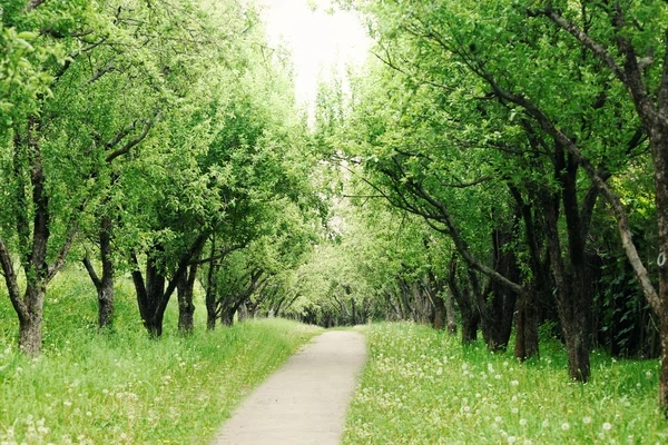 Botânica parque na primavera — Fotografia de Stock