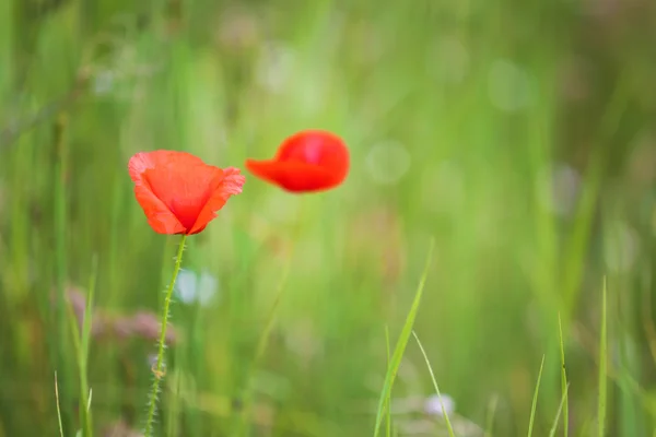 Wildflowers and poppies on meadow — Stock Photo, Image