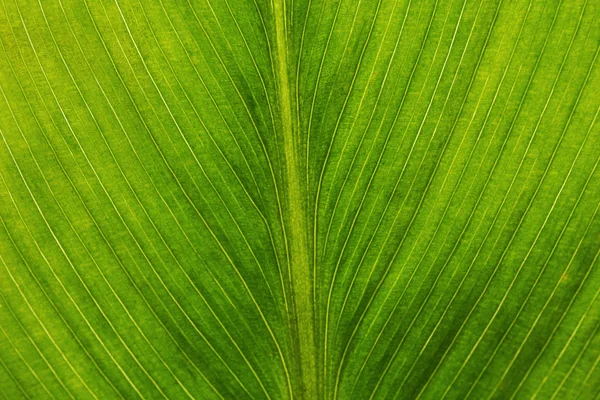 Fresh green leaf — Stock Photo, Image