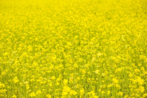 Raps fleurs prairie — Photo