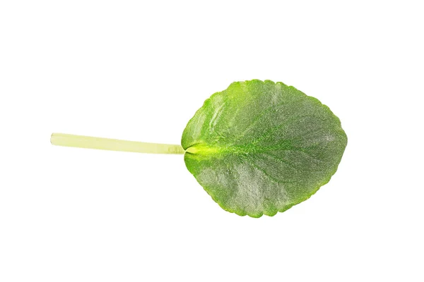 Dekorativa grönt blad — Stockfoto