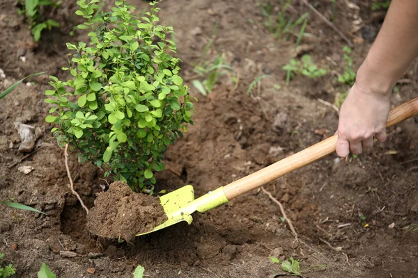 Mulher plantando arbusto — Fotografia de Stock