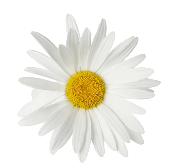 Beautiful chamomile flower — Stock Photo, Image