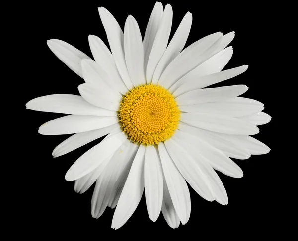 Bellissimo fiore di camomilla — Foto Stock