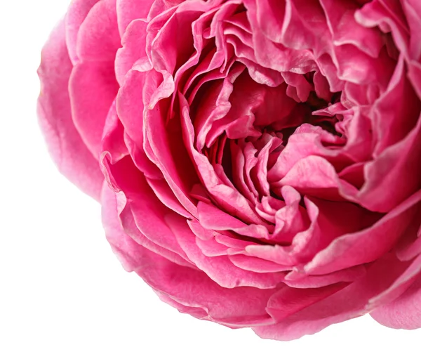 Vacker rosa ros — Stockfoto