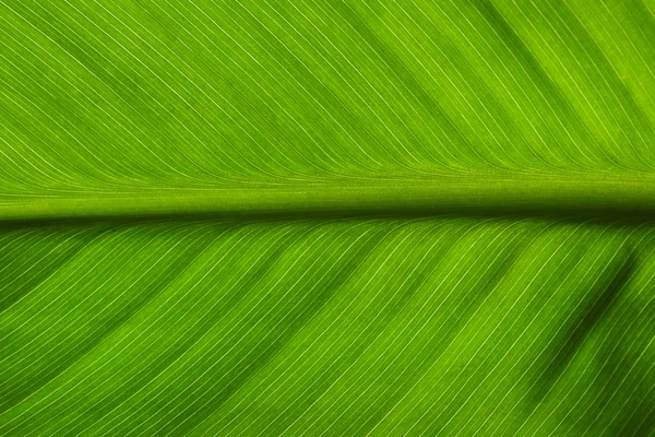 Grünes Blatt Hintergrund — Stockfoto