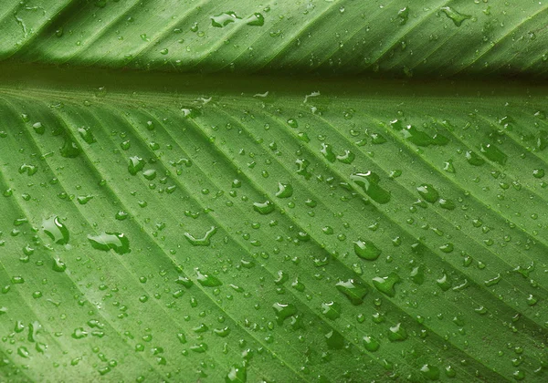 Grünes Blatt mit Wassertropfen — Stockfoto